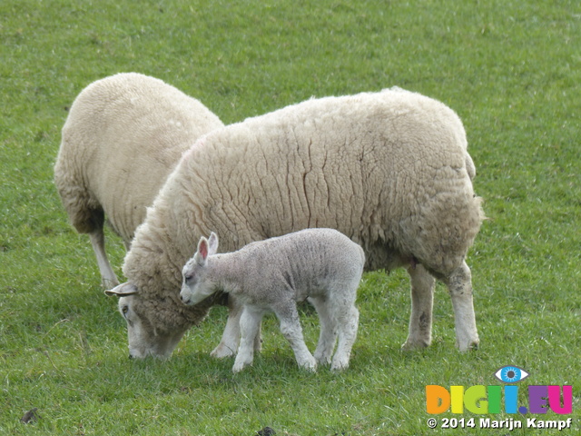 FZ003639 Lamb with Ewe